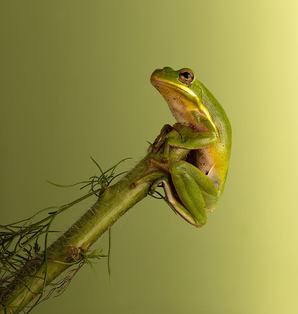 Квакша. Frog. Hylidae - Зеленая североамериканская Квакша