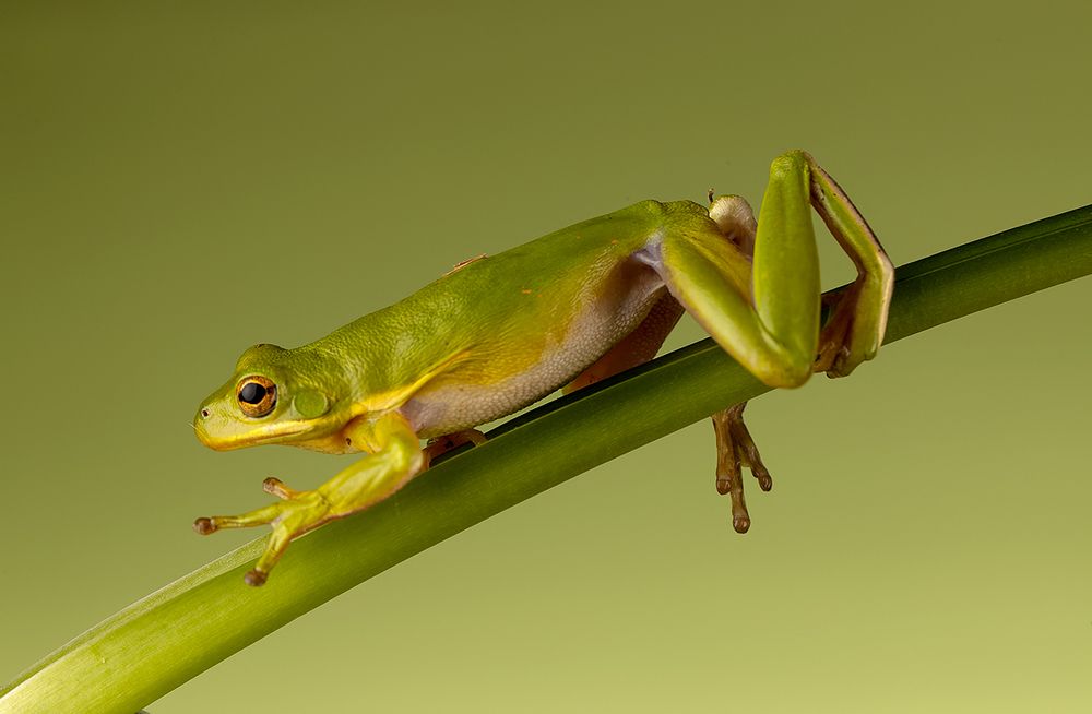 Квакша. Frog. Hylidae - Зеленая североамериканская Квакша