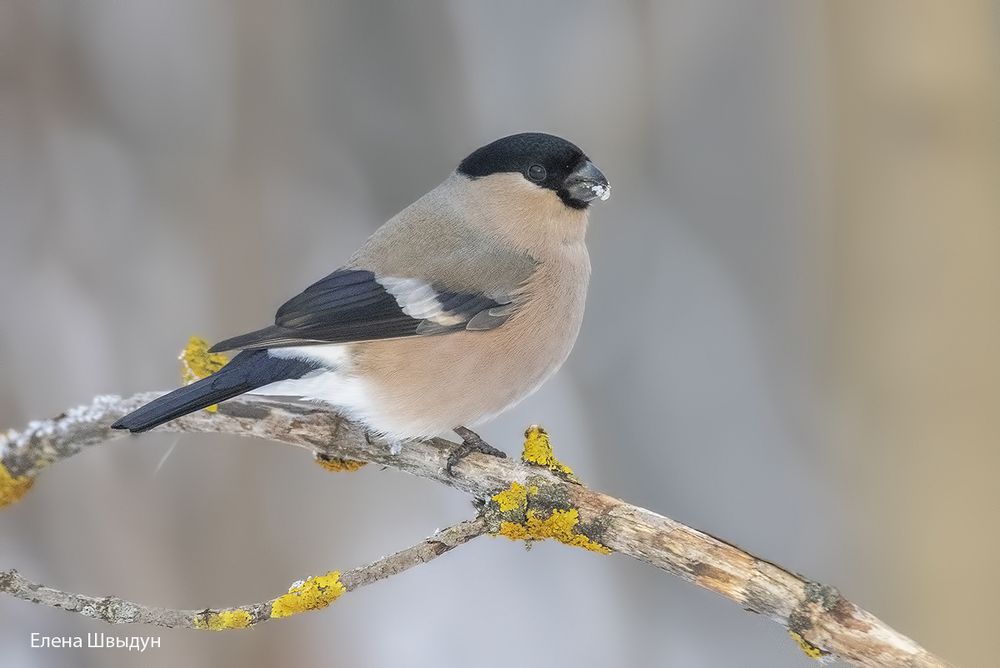 Bullfinches