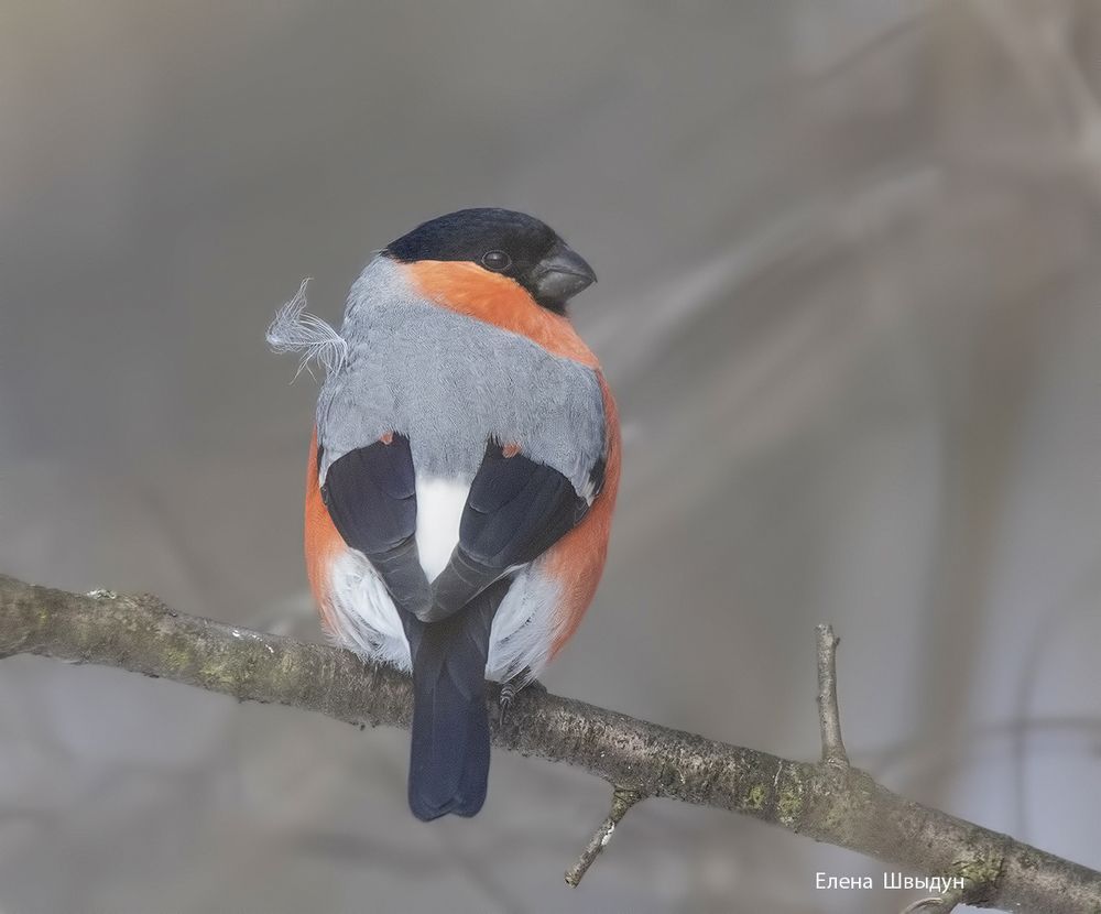 Bullfinches