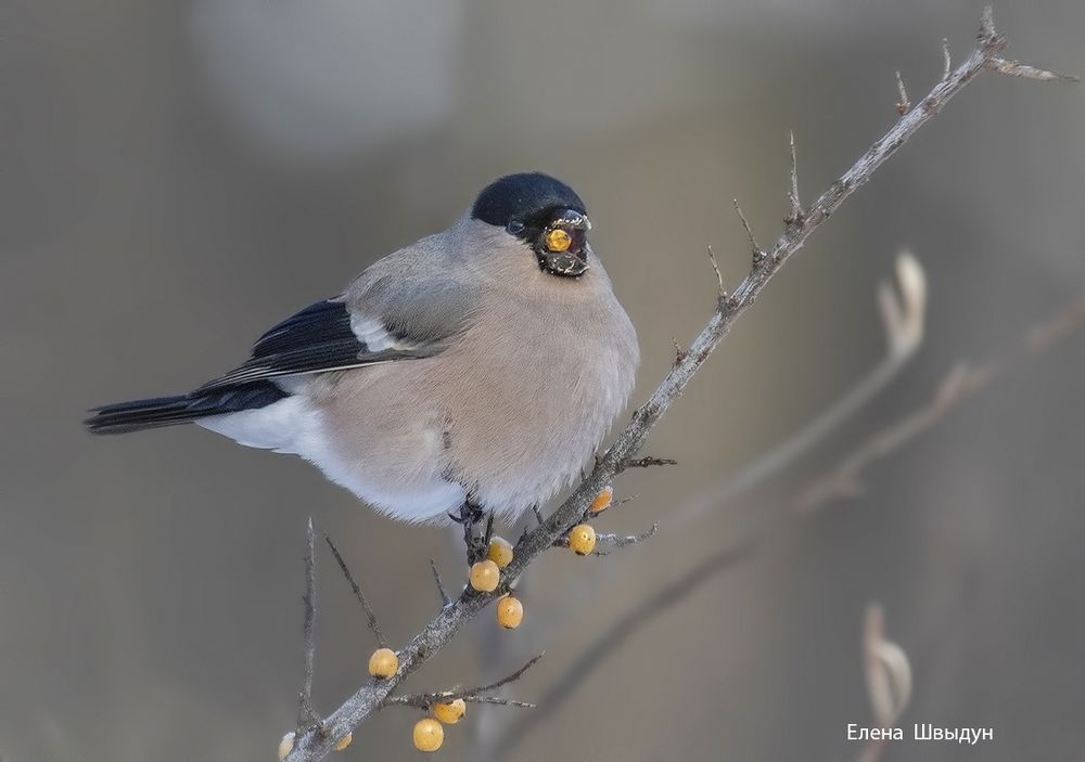 Bullfinches