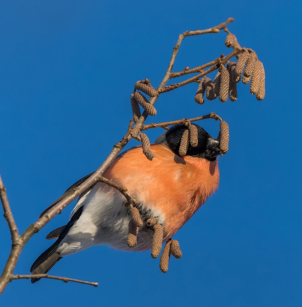 Мистер Брунькин в деле