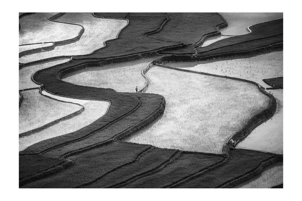 Rice&Icon of Vietnam