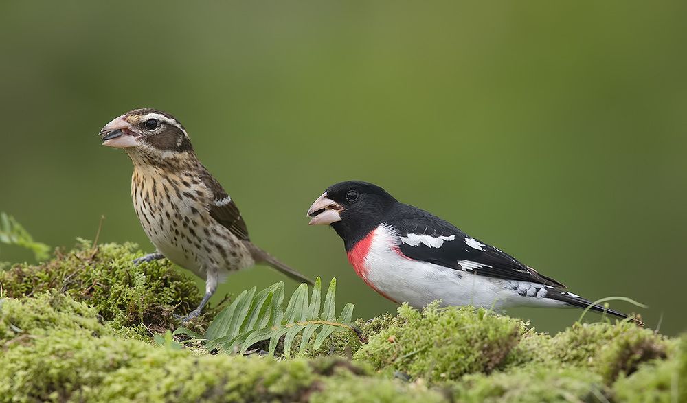 Spring Time Birds Migration - Весенняя миграция разных видов птиц