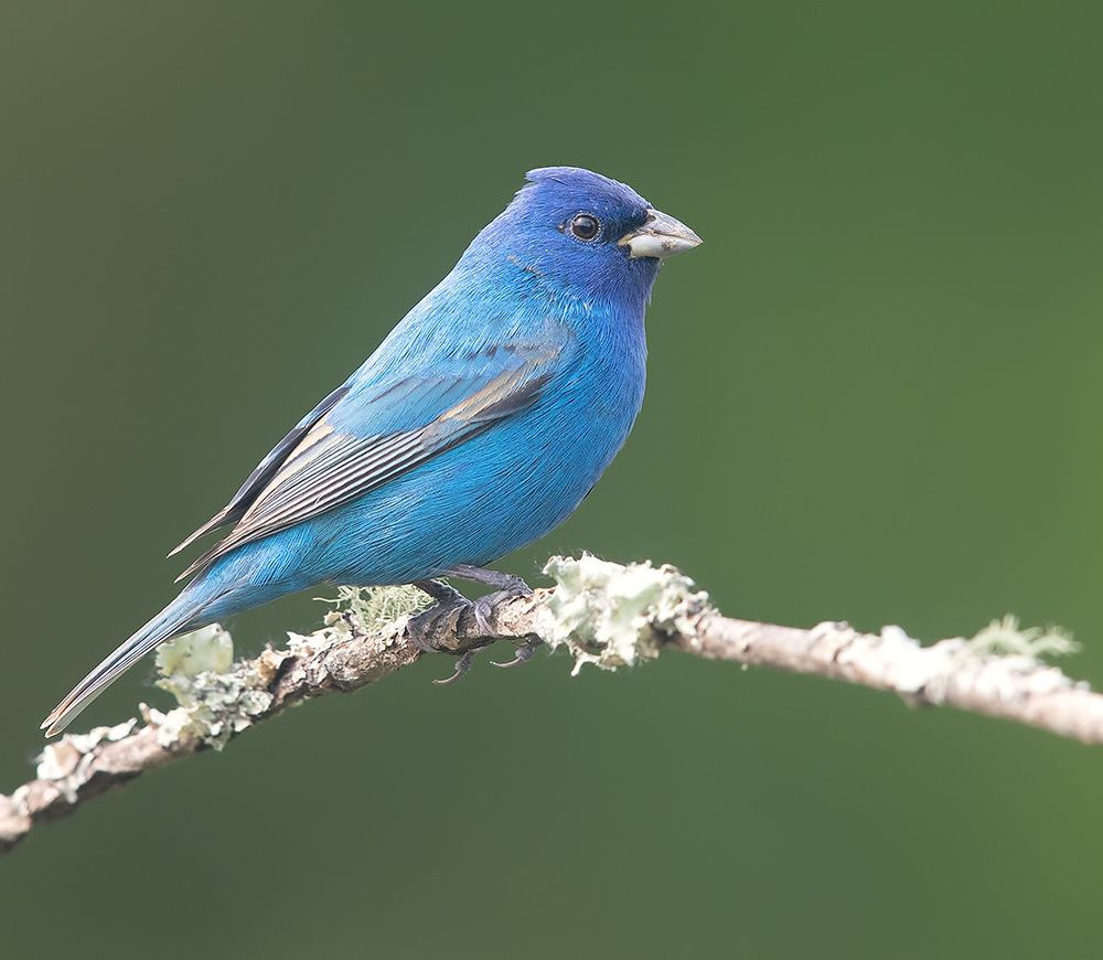 Spring Time Birds Migration - Весенняя миграция разных видов птиц