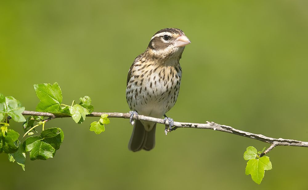 Spring Time Birds Migration - Весенняя миграция разных видов птиц