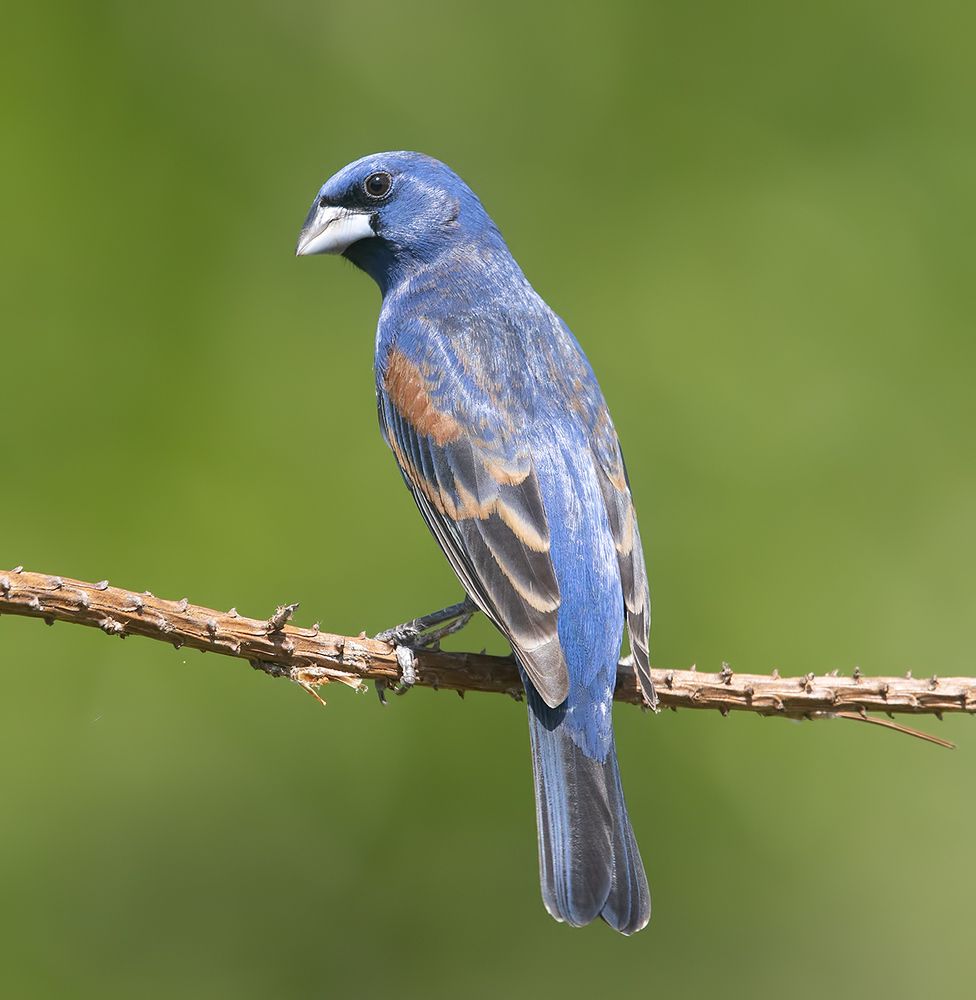 Spring Time Birds Migration - Весенняя миграция разных видов птиц