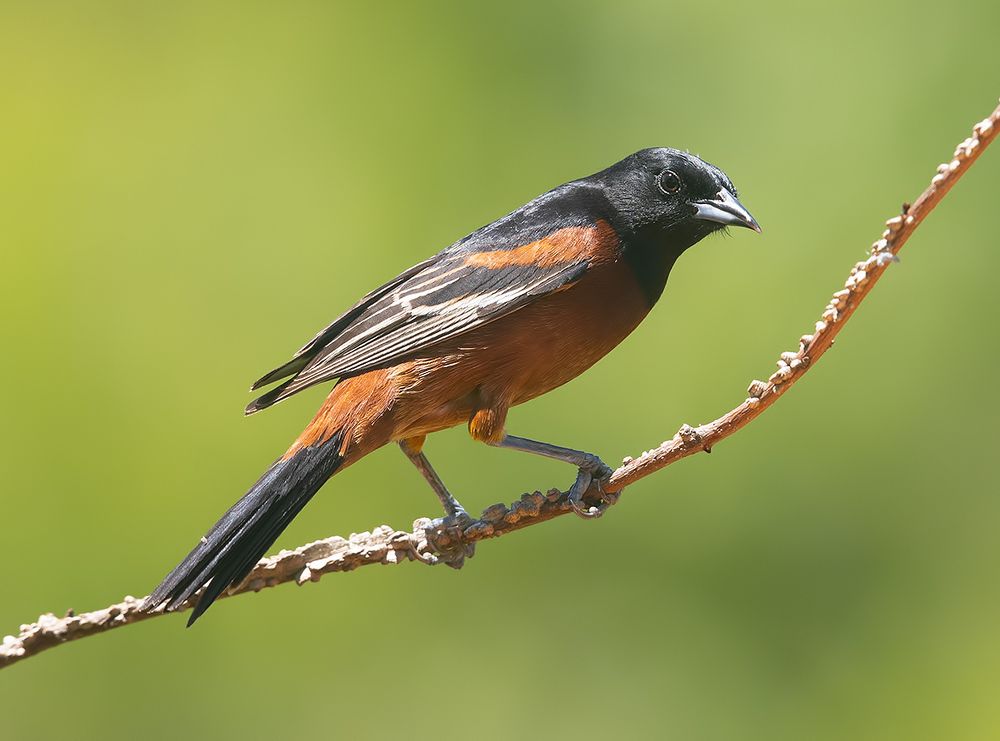 Spring Time Birds Migration - Весенняя миграция разных видов птиц