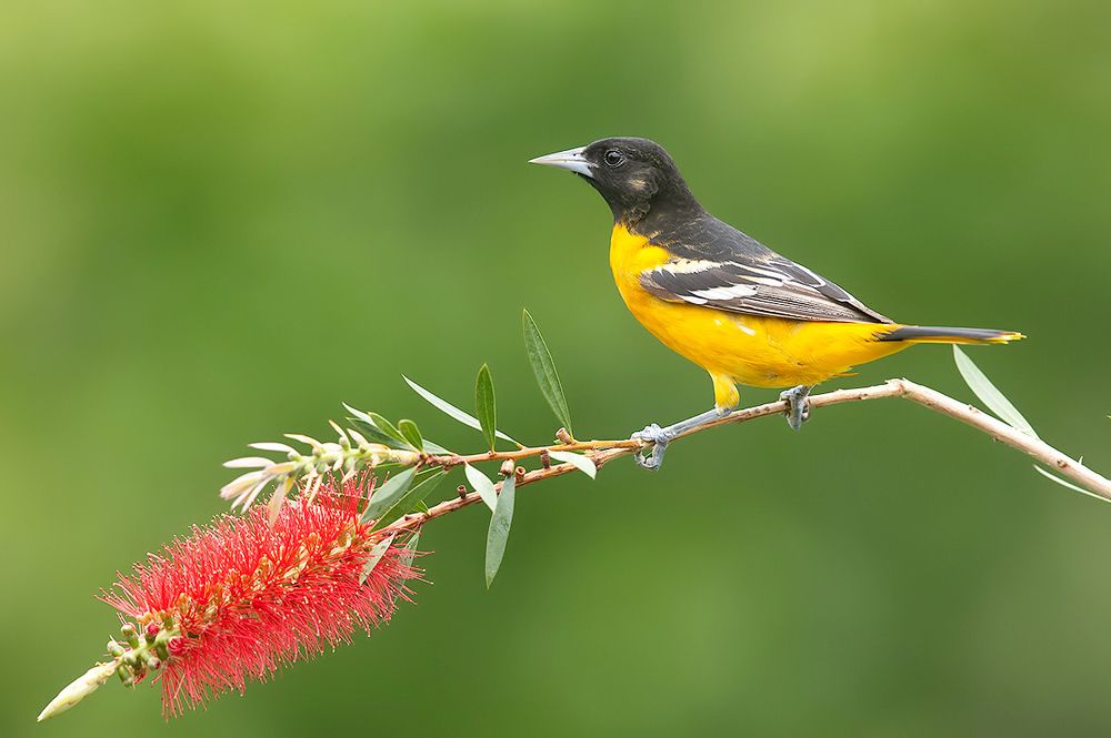Spring Time Birds Migration - Весенняя миграция разных видов птиц