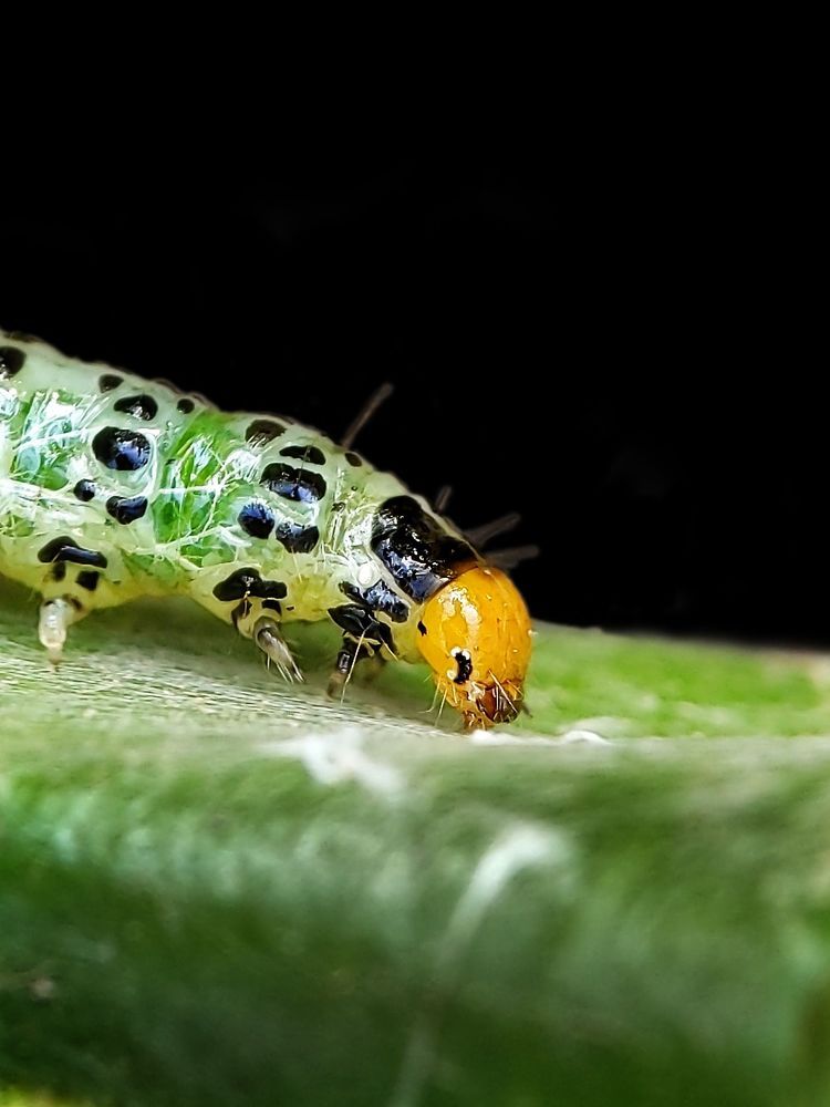 My macro photography world