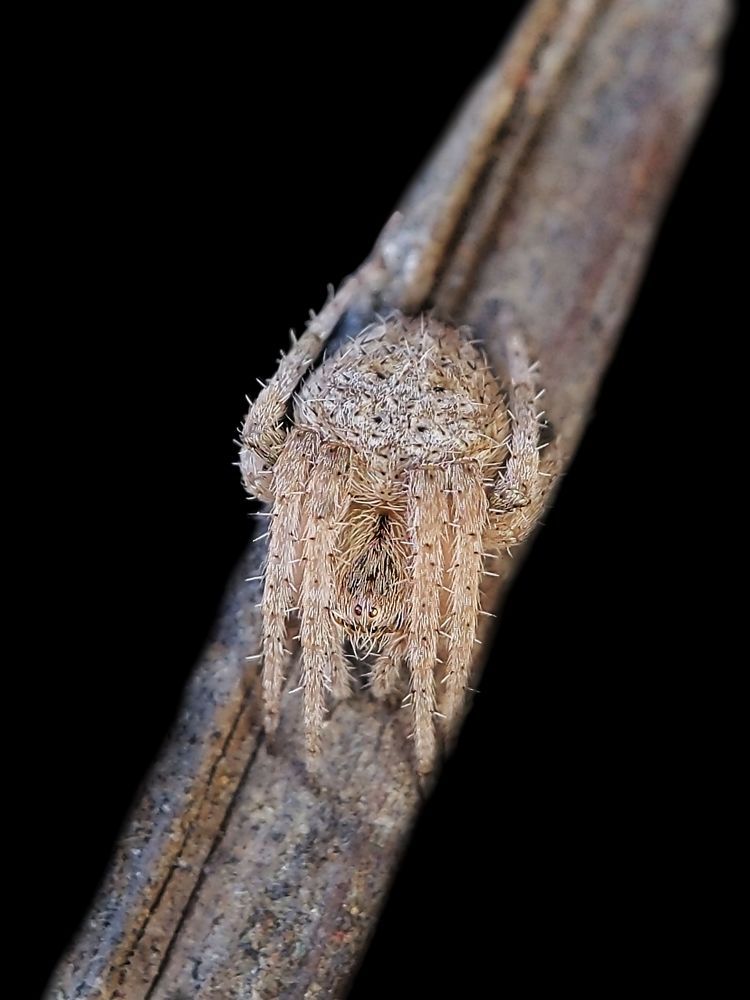 My macro photography world