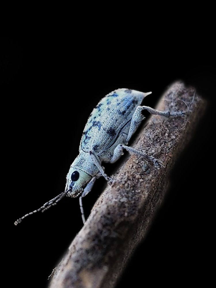My macro photography world