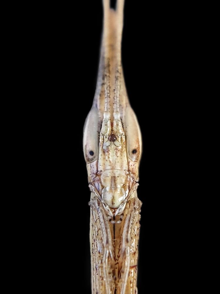 My macro photography world