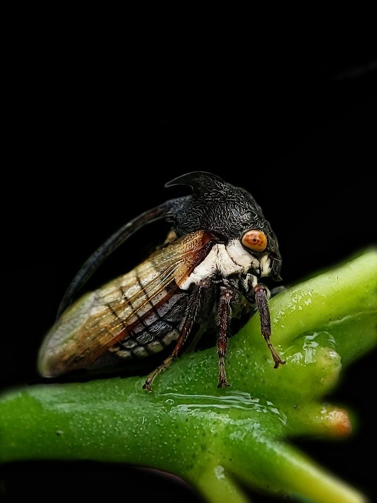My macro photography world