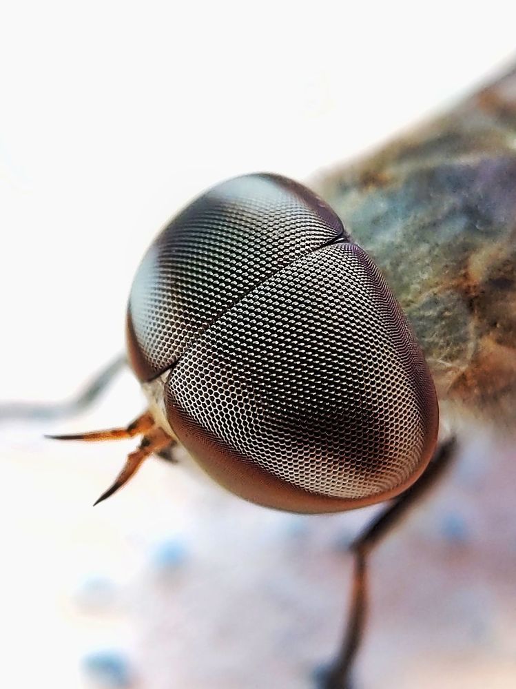 My macro photography world