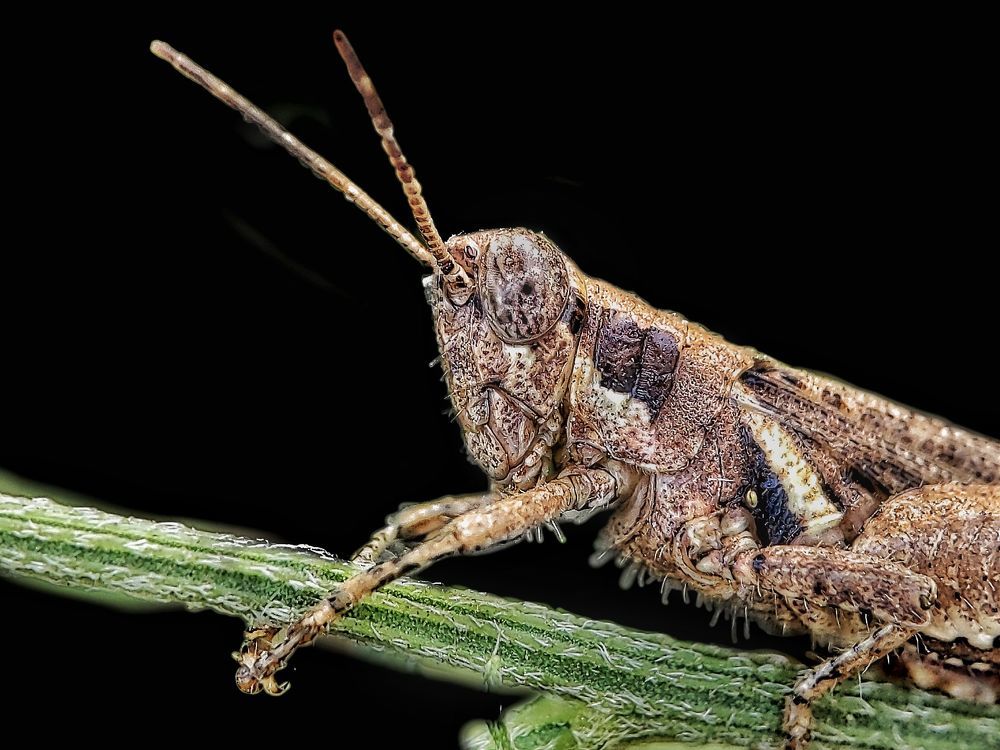 My macro photography world