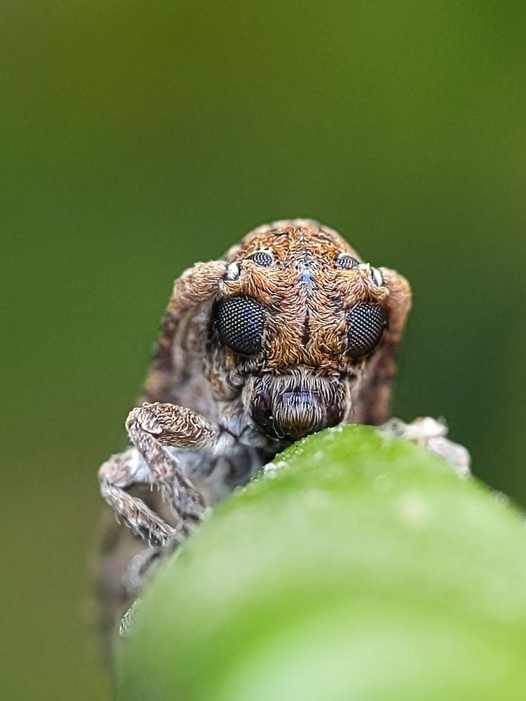 My macro photography world