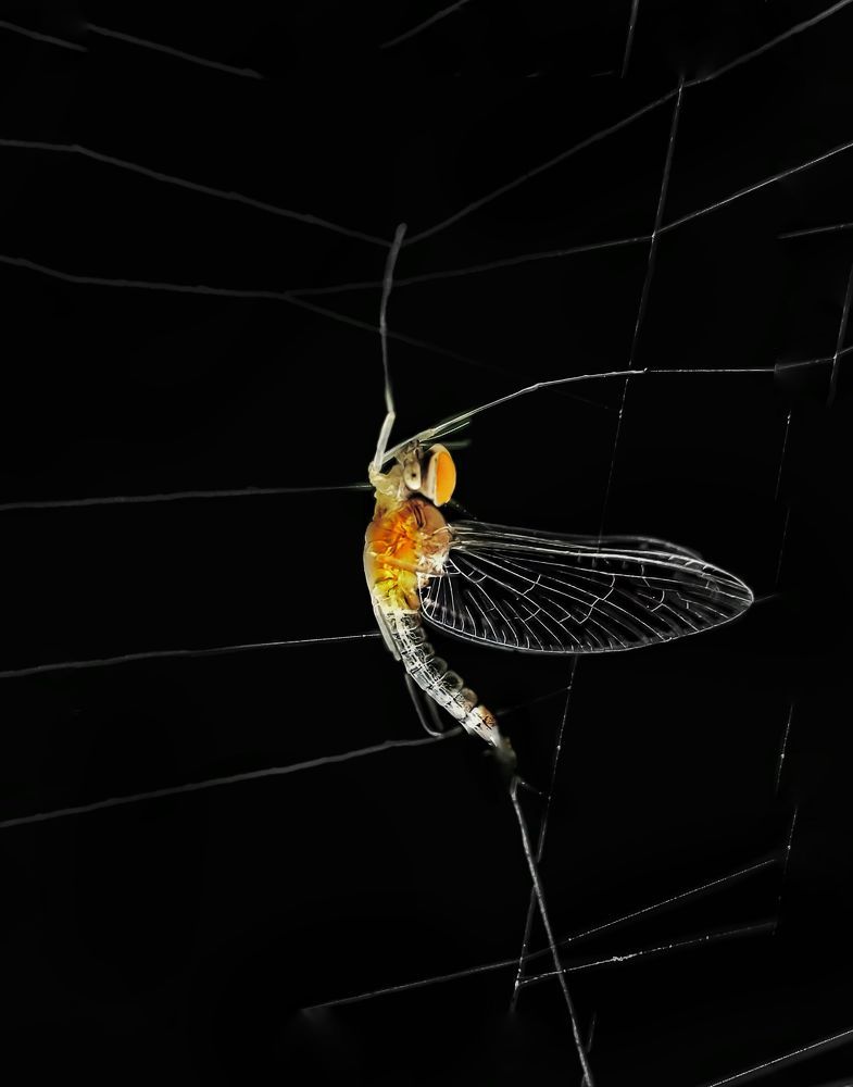 My macro photography world