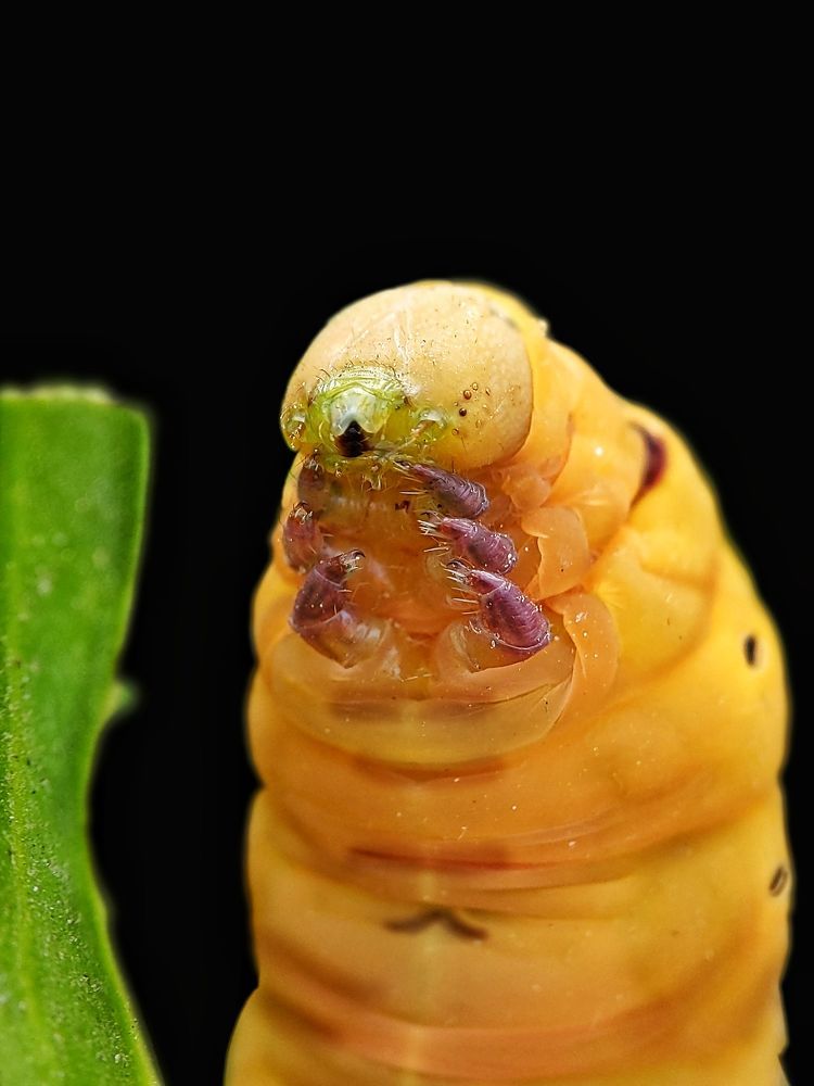 My macro photography world