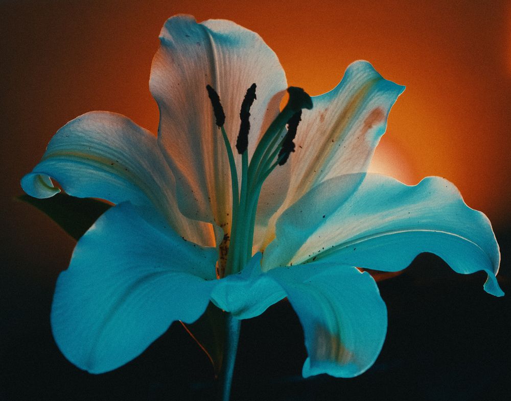 Glow
