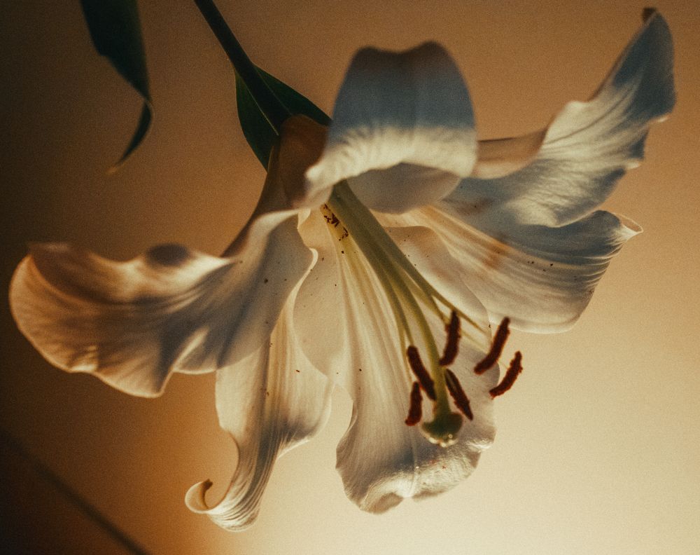 Glow
