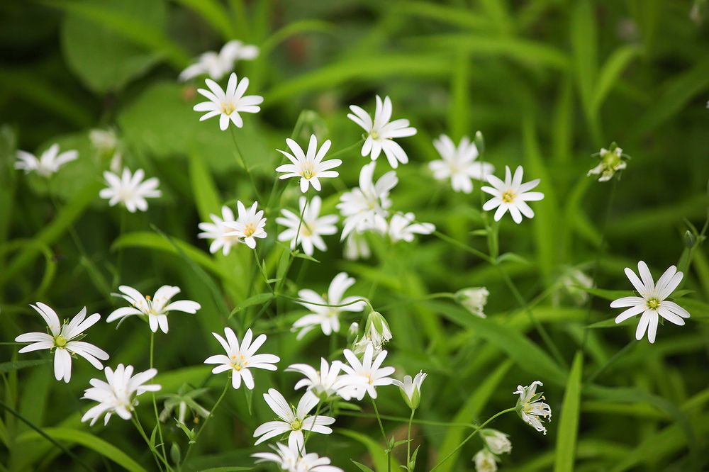 Звездчатка ланцетовидная (Stelaria hoostea).