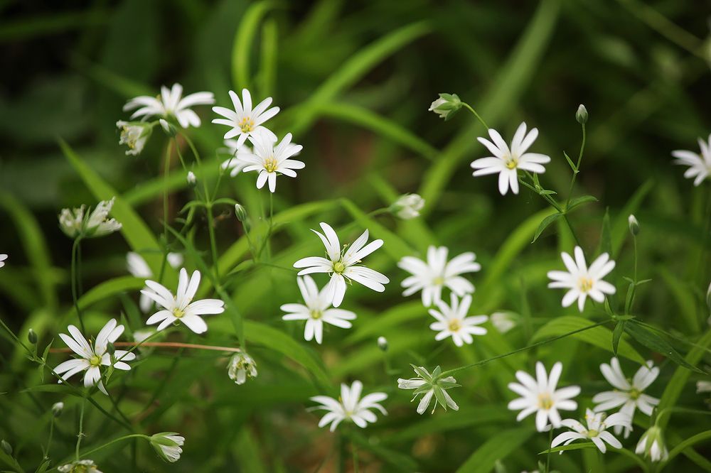 Звездчатка ланцетовидная (Stelaria hoostea).