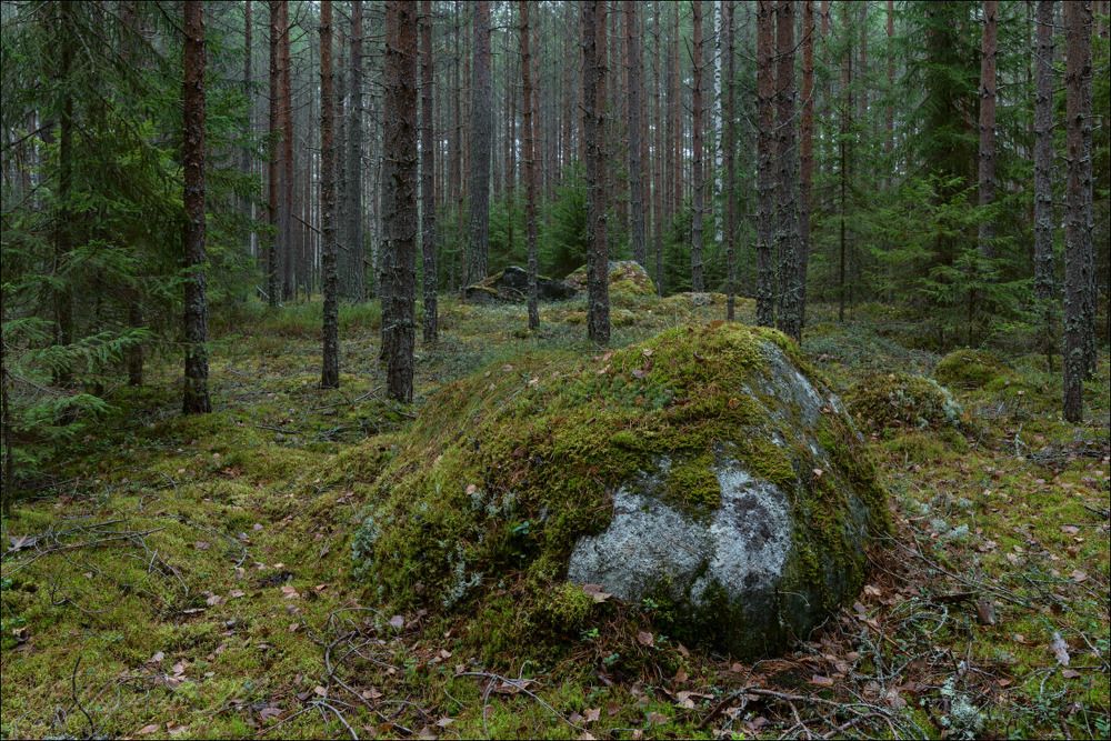 Карельский лес в хмурую погоду