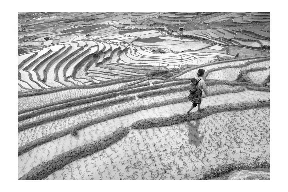 Rice&Icon of Vietnam