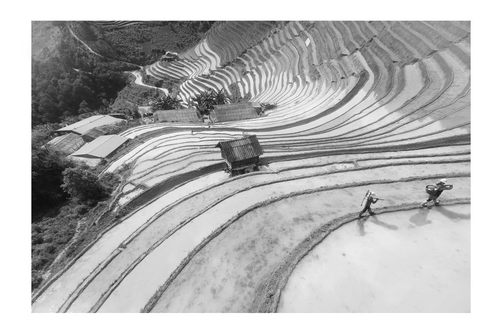 Rice&Icon of Vietnam