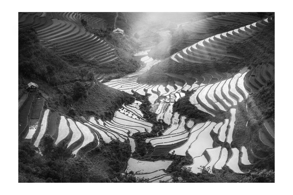 Rice&Icon of Vietnam