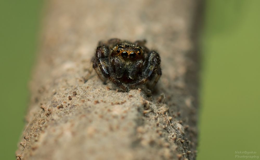 Macaroeris nidicolens