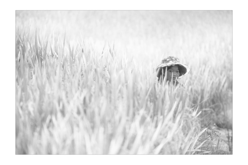 Rice&Icon of Vietnam