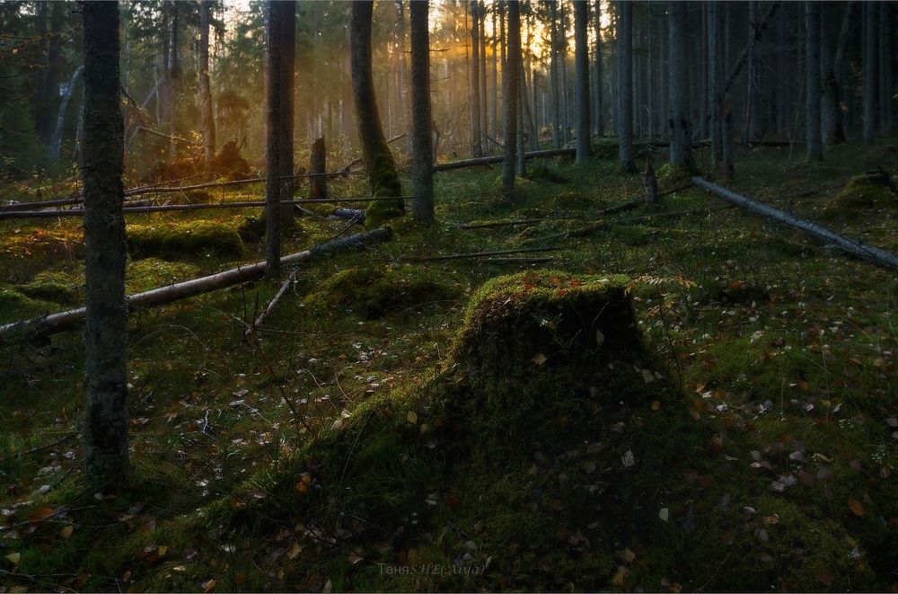 Карельский