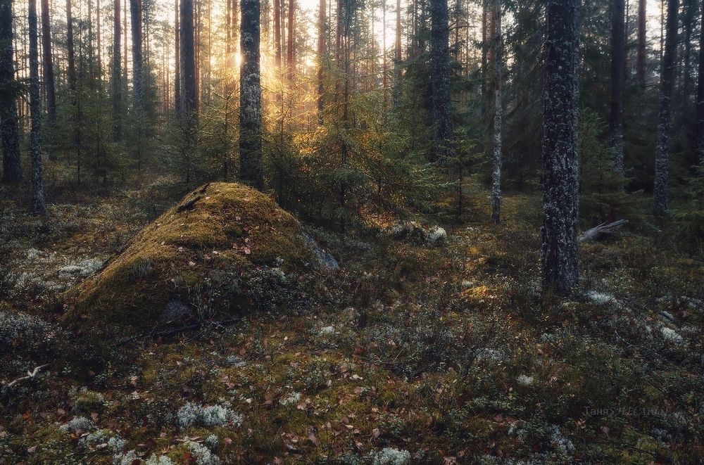 Карельский