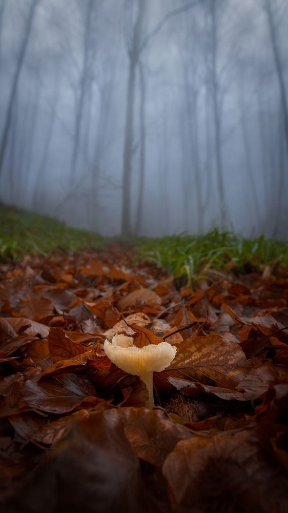 Природа