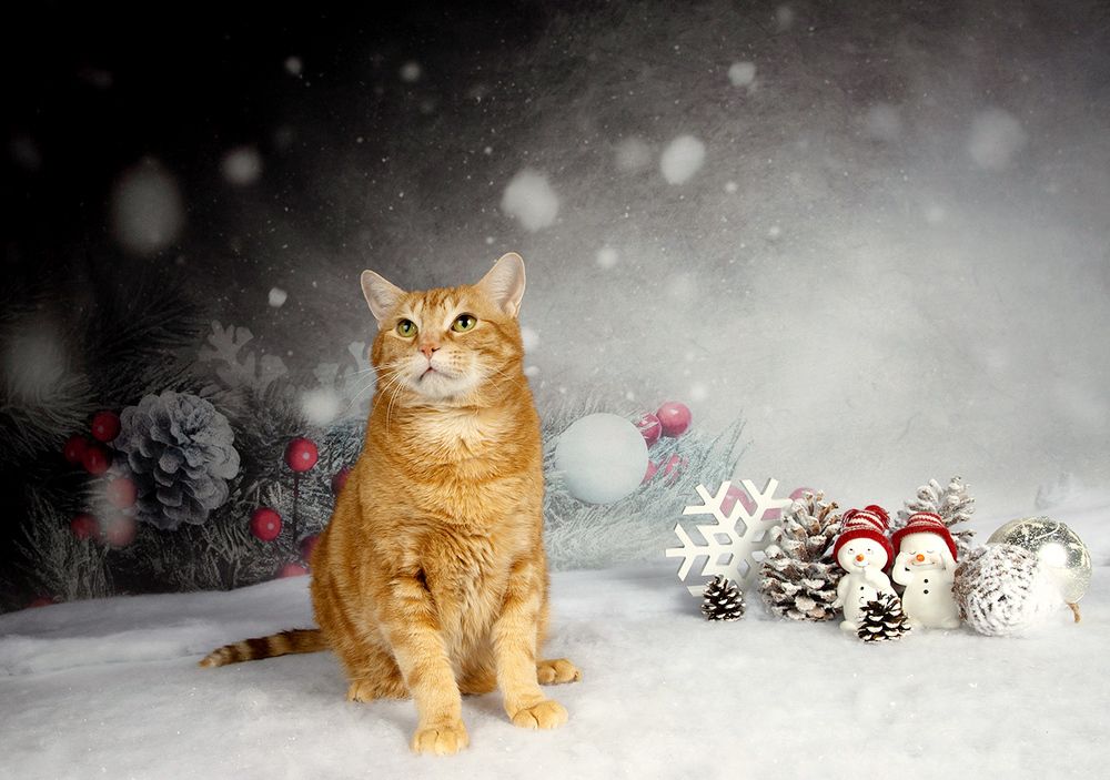 Рыжик - Ginger