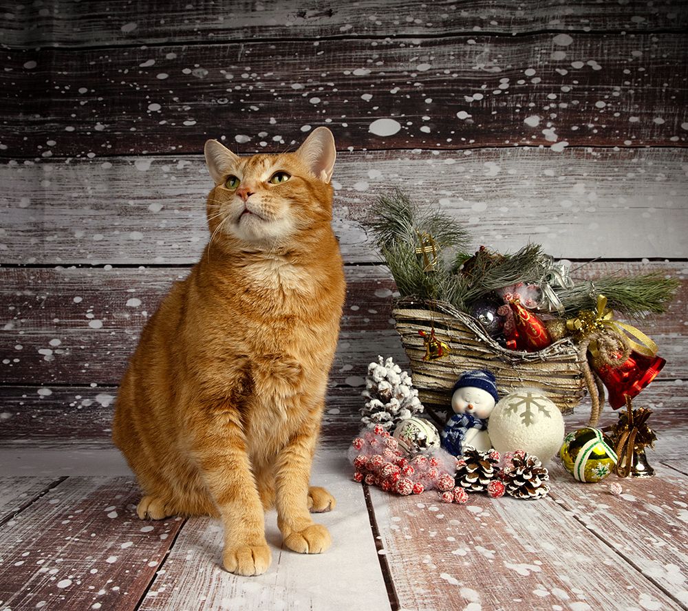 Рыжик - Ginger