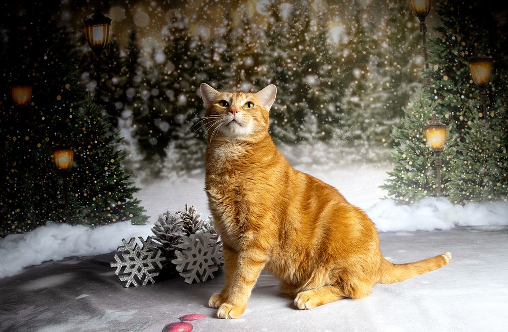 Рыжик - Ginger