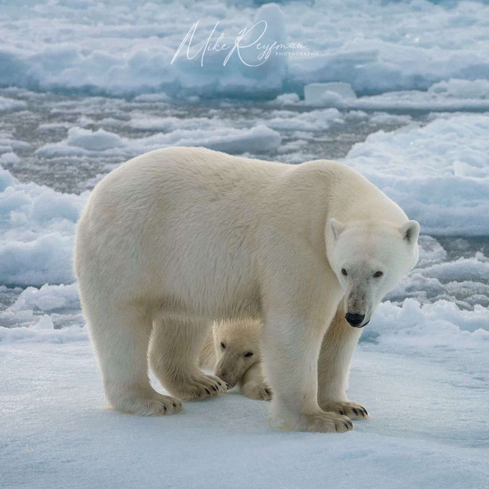 Svalbard-Spitsbergen. Лето за Полярным Кругом