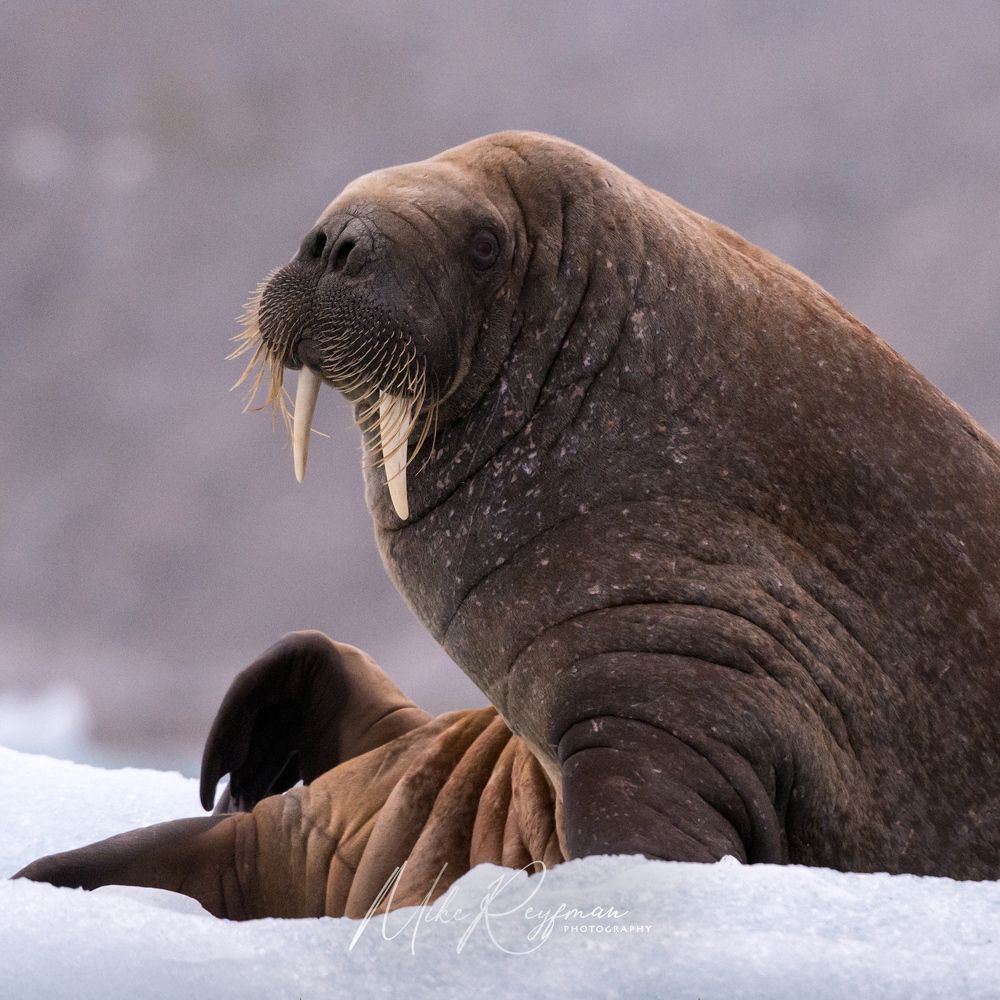 Svalbard-Spitsbergen. Лето за Полярным Кругом
