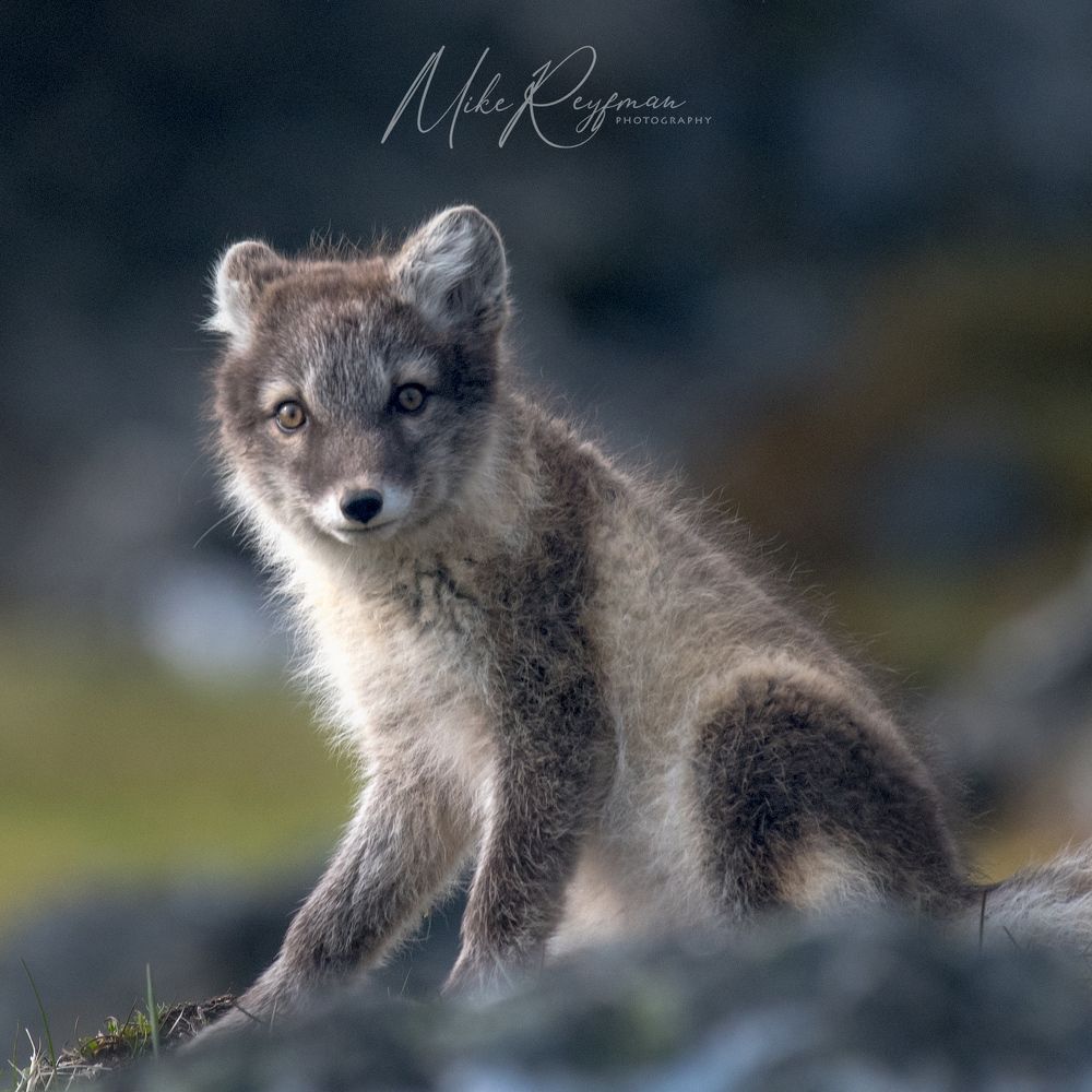 Svalbard-Spitsbergen. Лето за Полярным Кругом