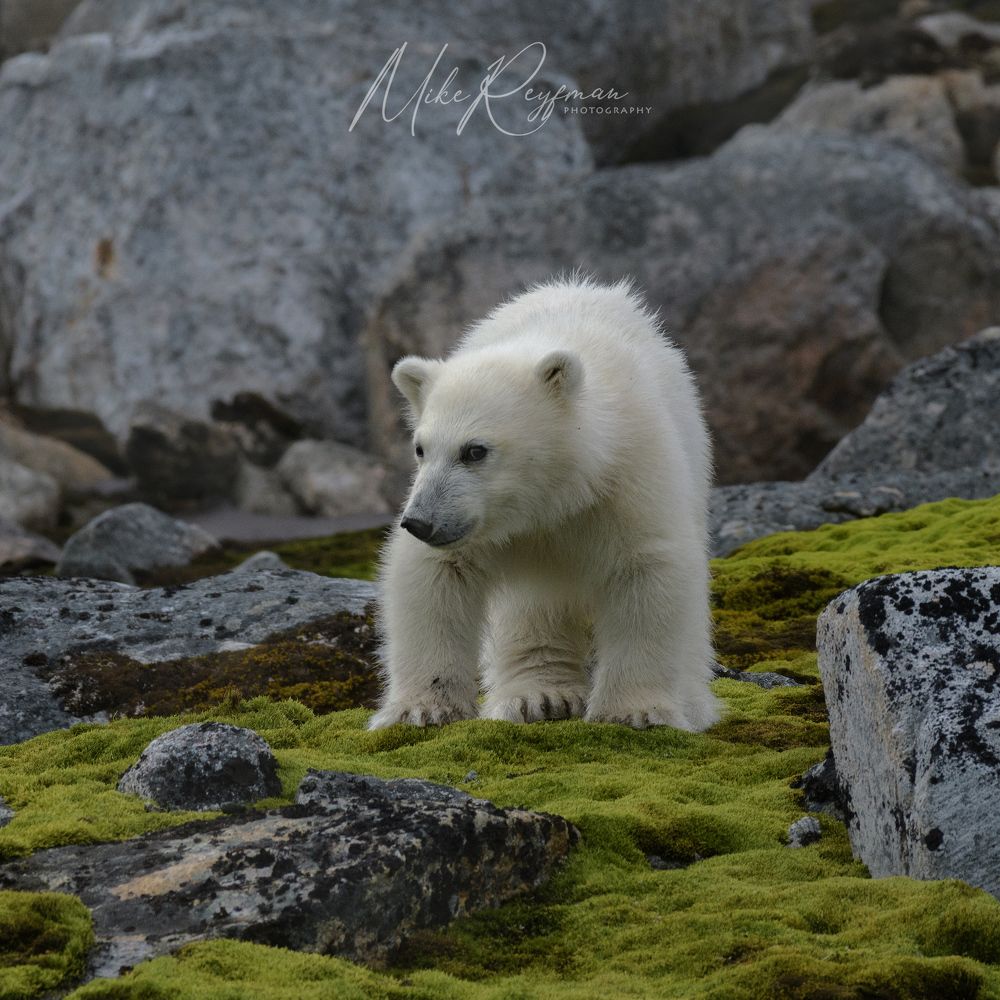 Svalbard-Spitsbergen. Лето за Полярным Кругом