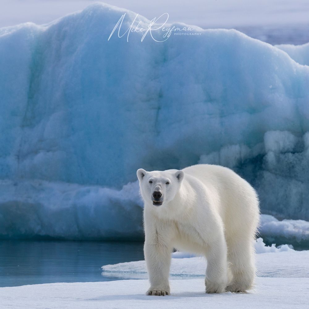 Svalbard-Spitsbergen. Лето за Полярным Кругом