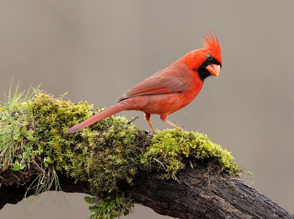 Northern Cardinal male - Красный кардинал самец