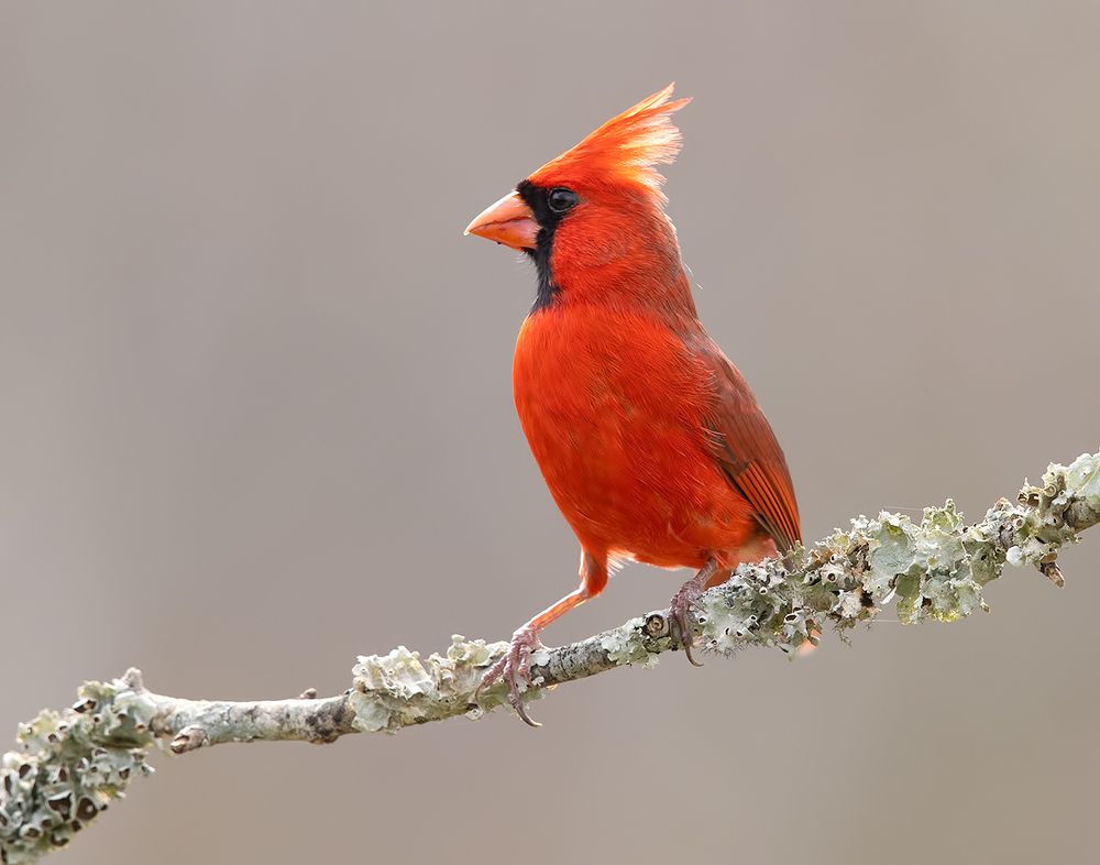 Northern Cardinal male - Красный кардинал самец