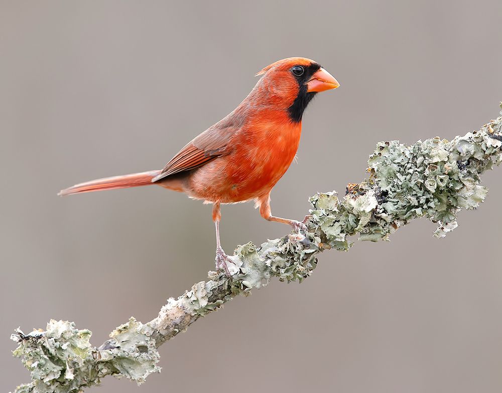 Northern Cardinal male - Красный кардинал самец