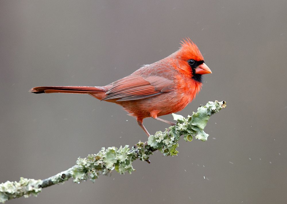 Northern Cardinal male - Красный кардинал самец