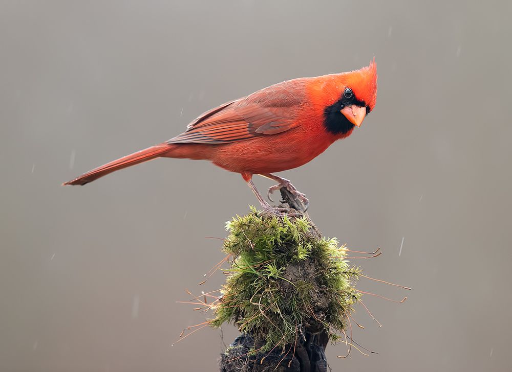 Northern Cardinal male - Красный кардинал самец