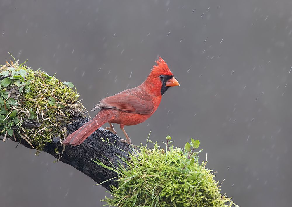 Northern Cardinal male - Красный кардинал самец